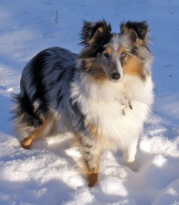 Vår sheltie-tispe Astra [Blenmerrow Astra Bleu]