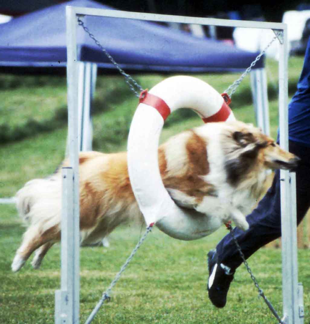 Vår collie Foxy elsker agility! Klikk på bildet for mer info!