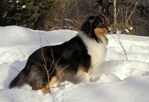 Vår tricolor collie-tispe Lapinette's Chattanooga Choo Choo