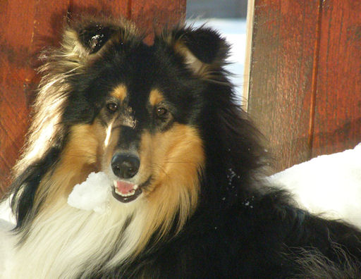 Vår tricolor collie-tispe Lapinette's Chattanooga Choo Choo